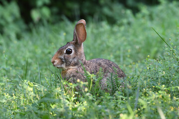 Eastern cottontail resting in the grass