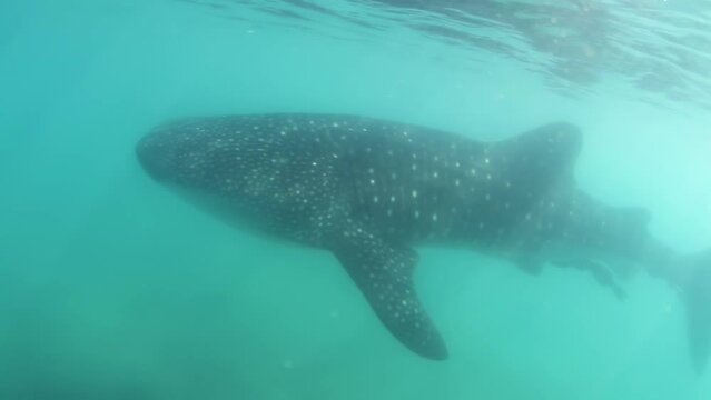 whale shark filmed underwater