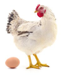 White hen and egg.