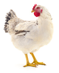 white hen isolated. - 631926621