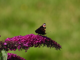 Peacock butterfly on a buddleia 