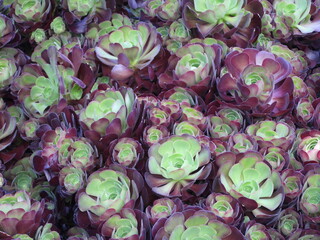 Purple and green succulents