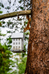 squirrel visiting the bird house on tree
