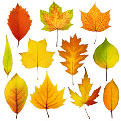 Naklejka na ściany i meble Collection beautiful colorful autumn leaves isolated on white background. Autumn background.