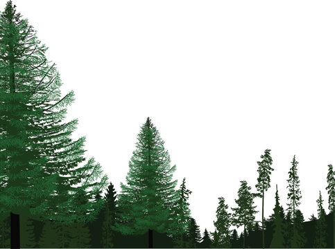 fir trees green forest on white background