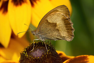 butterfly on leaf