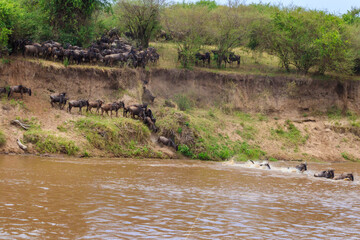 Wildebeest crossing the Mara river in Serengeti national park, Tanzania. Great migration
