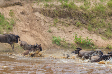 Wildebeest crossing the Mara river in Serengeti national park, Tanzania. Great migration