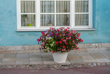 Fototapeta na wymiar Blue Wall and Captivating Window with Begonias