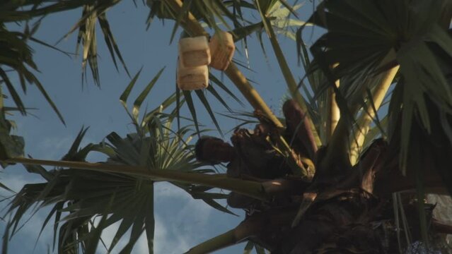 Tapper extracting liquid from a palm tree