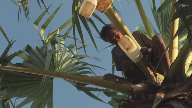Close Up tapper extracting liquid from a palm tree