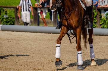 detail of the legs of a horse in a horseball game