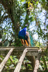 Blue peacock in the botanical garden in Lisbon in Portugal