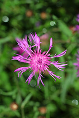 Obraz premium In harmony, purple meadow knapweed (Centaurea jacea)