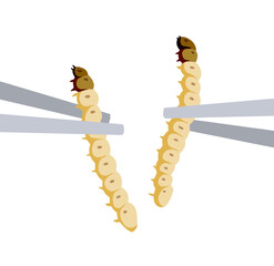 Fototapeta premium Edible larva. Eating caterpillar with chopsticks. Asian snack and street fast food. Source of insect protein