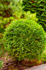 shrubs and dwarf trees in the landscape design of the yard.