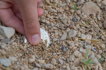 Finding a coin in a ground, treasure hunting concept