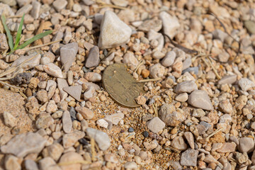 An old coin buried in a ground, treasure hunting concept