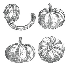 Pumpkin or gourd hand drawing sketch set. Halloween harvest illustration for decoration during October seasonal holidays Thanksgiving day and Family day. Symbol of Autumn. Vector.