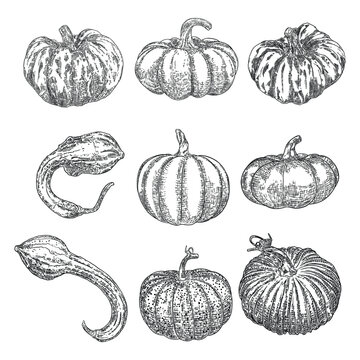 Set of Halloween pumpkins or gourds. Celebrating Jack O Lantern pumpkin. Traditional Halloween harvest symbol and autumn holiday decor. Hand drawing sketch. Vector.
