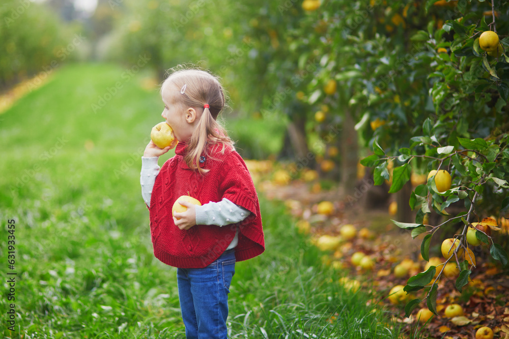 Wall mural adorable preschooler girl picking yellow ripe organic apples