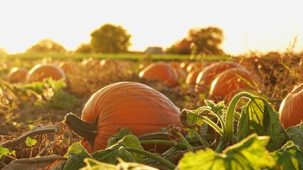 Pumpkin harvest and Thanksgiving Day season. Golden hour at farm with pumpkins for agritourism or agrotourism. Holiday Autumn festival scene and celebration of fall. Pick you own pumpkins sale. - 631933647
