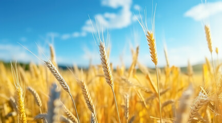  Close up of wheat ears, field of wheat in a summer day. Harvesting period © Viks_jin