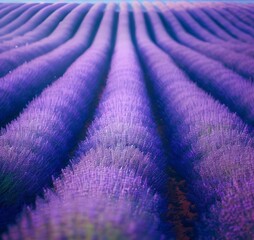 Fototapeta na wymiar purple lavender field