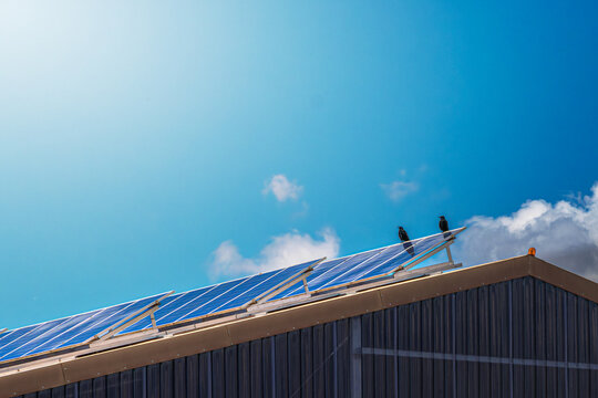 Photovoltaik auf dem dach mit zwei raben bei blauem himmel auf einem bauernhof