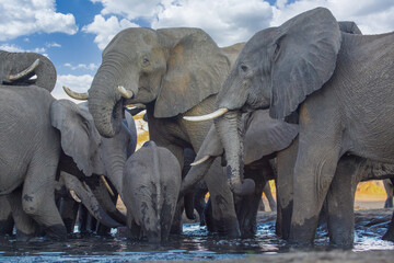 Fototapeta premium elephant at chobe national park, Botswana
