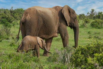 Elephants at Addo National Park, South Africa