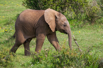Elephants at Addo National Park, South Africa
