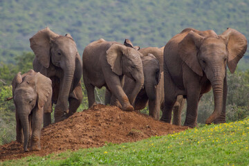 Elephants at Addo National Park, South Africa