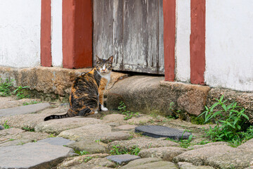 Close-up of a cat on the floor