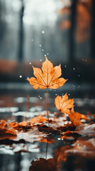 autumn leaves reflecting in water maple leaf background for instagram story 