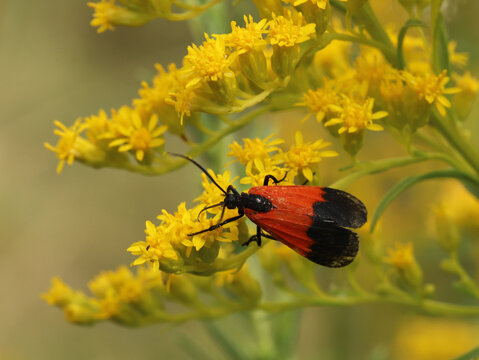 This diurnal moth is named the black-and-yellow Lichen Moth (Lycomorpha pholus), but as this picture shows, adults have a variety of colors. This adult is gathering nectar from goldenrod flowers.