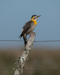 portrait of a campo flicker bird on a fence