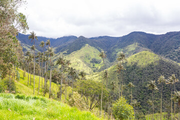 Cocora
