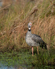 portrait of a chaja big bird on a wetlands