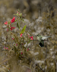 hummingbird on a flower