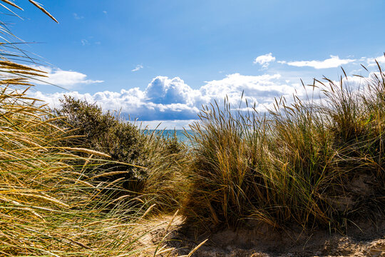 sea grass and dunes with blue skies and clouds in Skagen, Denmark on the Baltic Sea