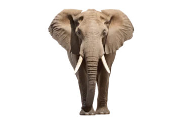 Foto op Canvas African Elephant isolated on transparent background. © Jeff