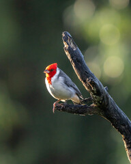 portrait of a cardenal bird on a branch