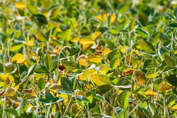 A Crop Of Soybeans Growing In September In Wisconsin