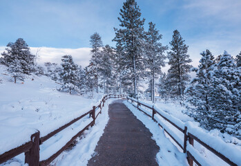 Winter forest