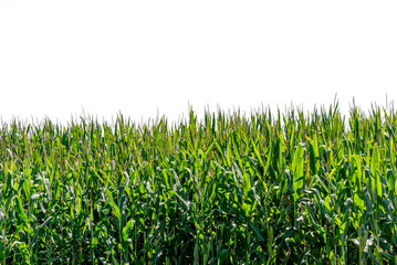 Corn plants isolated  - background or frame element