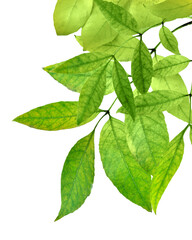 fresh green leaves border . on transparent without shadow. PNG