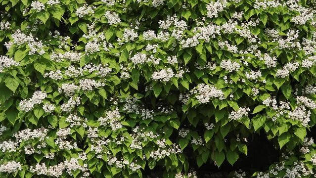 catalpa bignonioides budding and blooming in summer, white on green leaves and blowing in wind