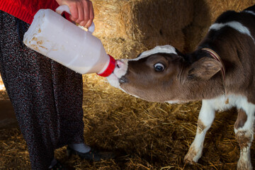 Cute calf drinking milk from bottle on farm. © Hilal