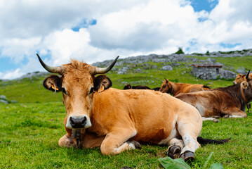 portrait of brown cow lying down in the field. Asturian mountain cow grazing in the Picos de Europa National Park. Herd of extensive livestock in freedom